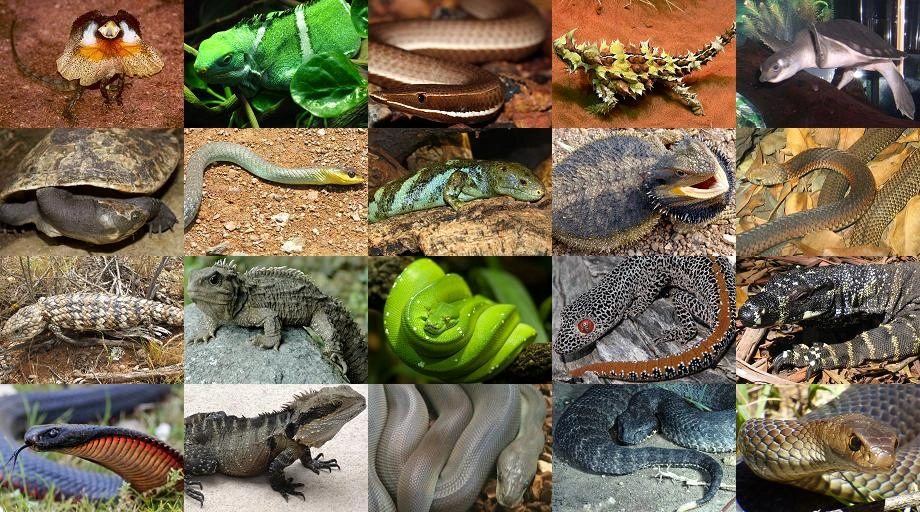 reptilies
